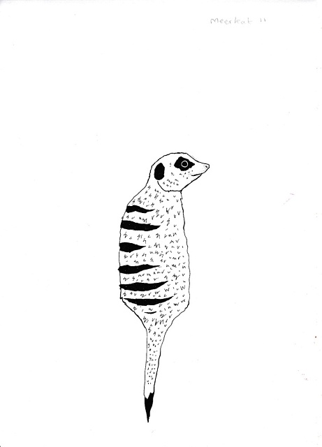 Meerkat